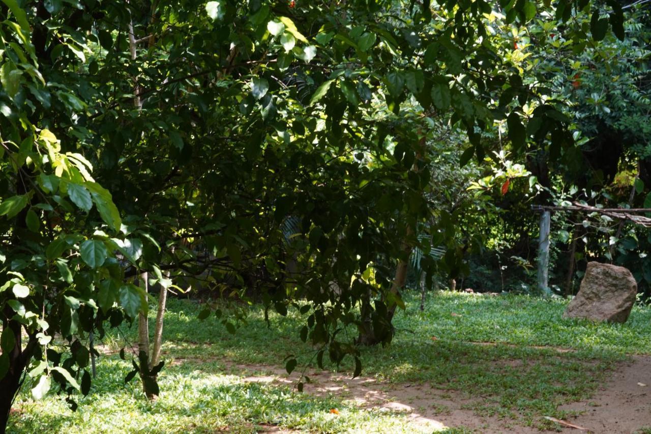 Sandra Guesthouse Dambulla Dış mekan fotoğraf